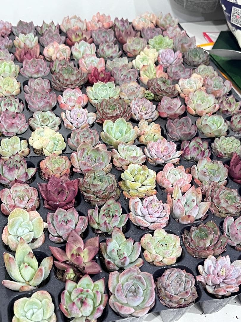 韓国ミニ苗50個セット?多肉植物 エケベリア セット 寄せ植えに!! 多肉